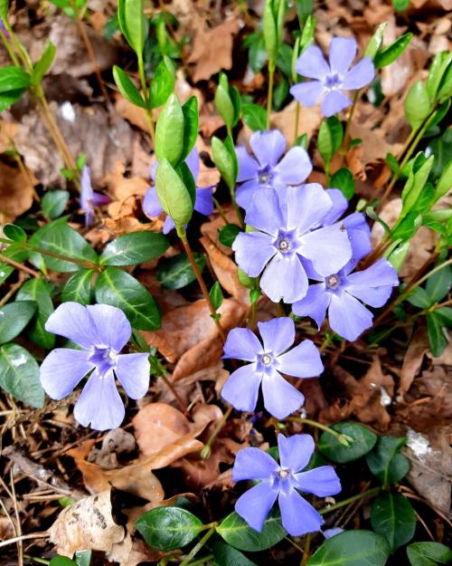 30+ Самых неприхотливых цветов для дачи. 40 Самых неприхотливых растений для сада 07 30+ Самых неприхотливых цветов для дачи. 40 Самых неприхотливых растений для сада 07