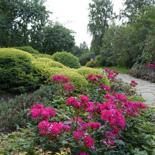 30+ Самых неприхотливых цветов для дачи. 40 Самых неприхотливых растений для сада 08 30+ Самых неприхотливых цветов для дачи. 40 Самых неприхотливых растений для сада 08