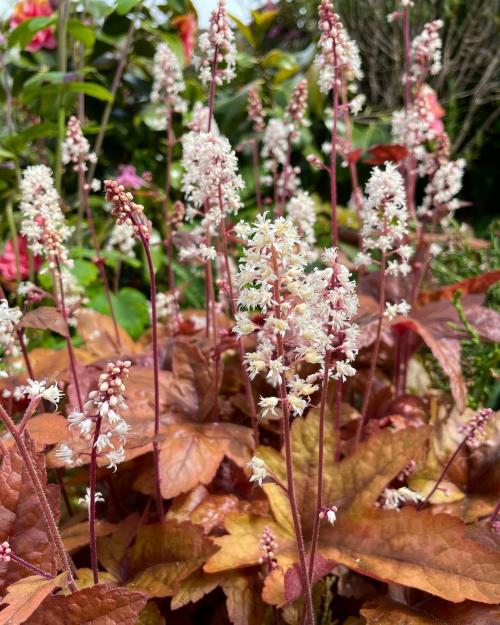 30+ Самых неприхотливых цветов для дачи. 40 Самых неприхотливых растений для сада 02 30+ Самых неприхотливых цветов для дачи. 40 Самых неприхотливых растений для сада 02