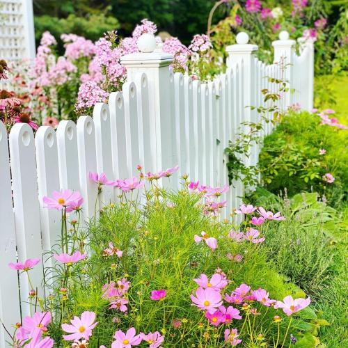 30+ Самых неприхотливых цветов для дачи. 40 Самых неприхотливых растений для сада 01 30+ Самых неприхотливых цветов для дачи. 40 Самых неприхотливых растений для сада 01