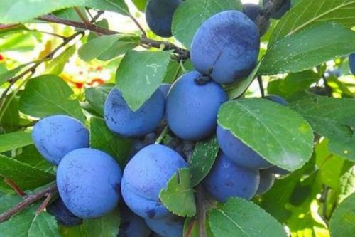 Слива для Подмосковья лучшие сорта самоплодные и низкорослые. Сливы для Подмосковья