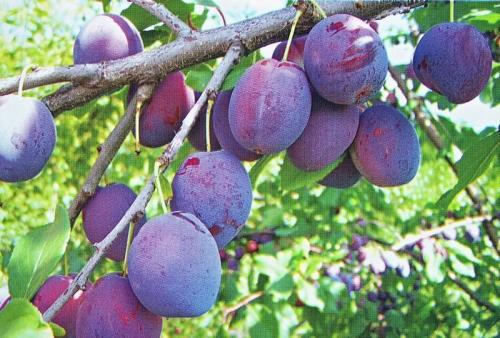Слива для Подмосковья лучшие сорта самоплодные и низкорослые. Сливы для Подмосковья