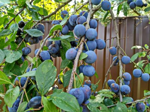 Слива для Подмосковья лучшие сорта самоплодные и низкорослые. Сливы для Подмосковья