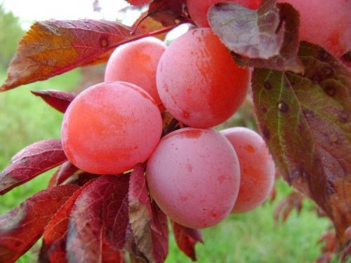 Слива для Подмосковья лучшие сорта самоплодные и низкорослые. Сливы для Подмосковья