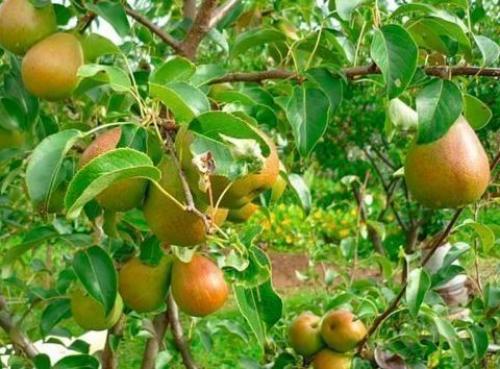 Зимний сорт груши. Какие сорта зимних груш самые урожайные? 08 Зимний сорт груши. Какие сорта зимних груш самые урожайные? 08