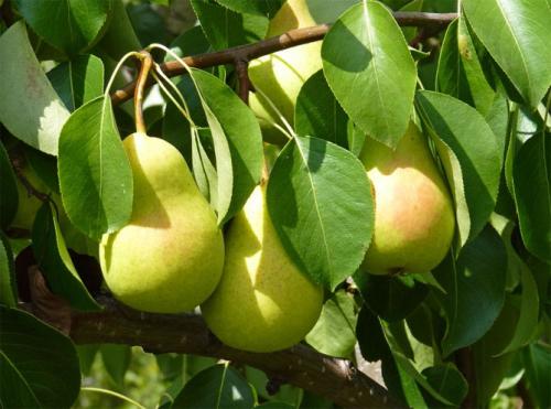 Груша чижовская описание. Чижовская груша: описание, фото, отзывы, все о сорте