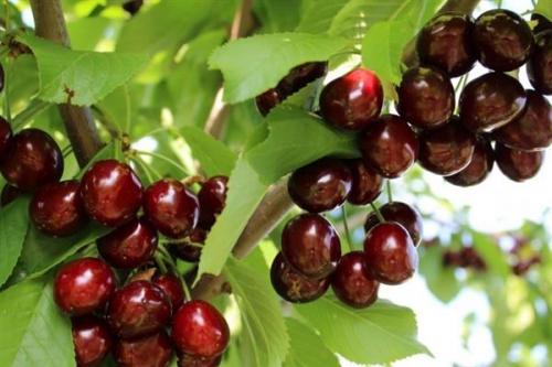 Черешня ипуть высота взрослого дерева. Черешня Ипуть: описание и характеристика сорта