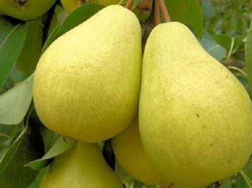 Зимний сорт груши. Какие сорта зимних груш самые урожайные? 09 Зимний сорт груши. Какие сорта зимних груш самые урожайные? 09
