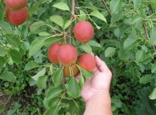 Зимний сорт груши. Какие сорта зимних груш самые урожайные? 10 Зимний сорт груши. Какие сорта зимних груш самые урожайные? 10