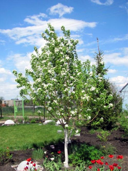 Груша чижовская описание. Чижовская груша: описание, фото, отзывы, все о сорте