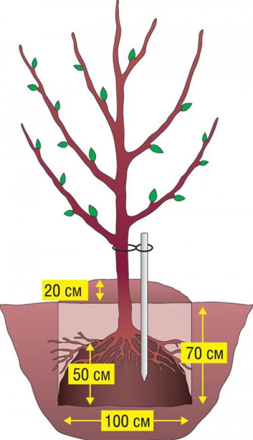 Груша чижовская описание. Чижовская груша: описание, фото, отзывы, все о сорте