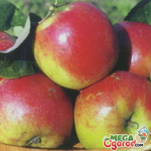 Какие способы ухода за яблоней Жигулёвское следует применять после покупки. Полив, подкормка и осенний уход за яблоней