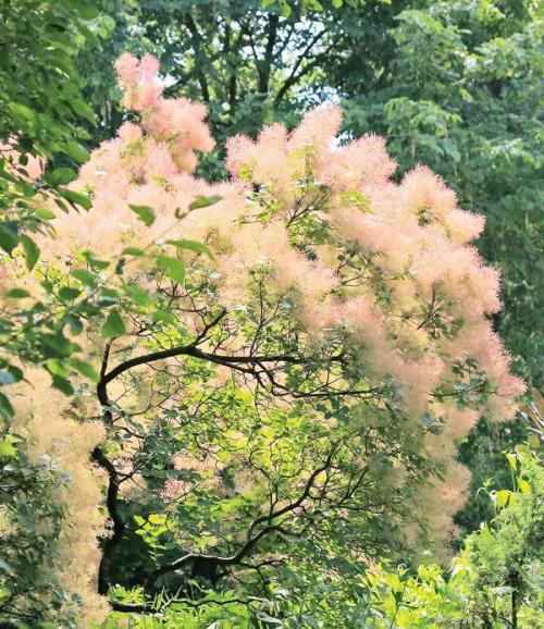 Кустарники для ленивого сада. Выбирай, но проверяй