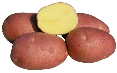 Картофель семенной беллароза. Описание и характеристика сорта