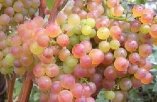 Виноград коринка русская. Сортовые характеристики