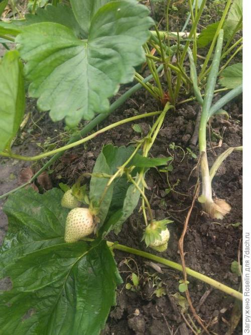 Клубника азия. Клубника 'Азия'. Мои впечатления, первый опыт