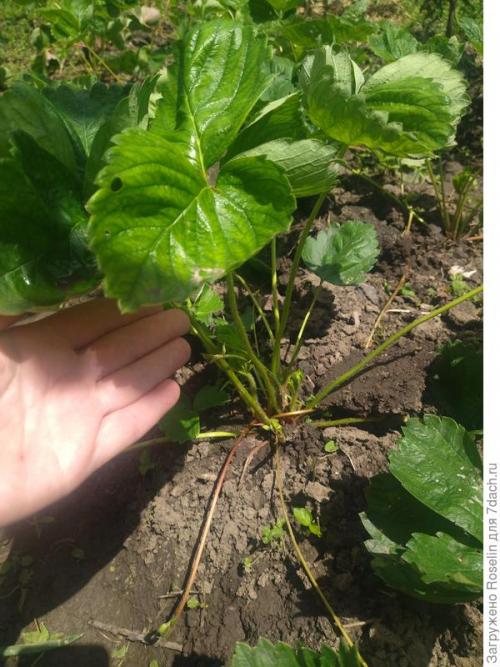 Клубника азия. Клубника 'Азия'. Мои впечатления, первый опыт