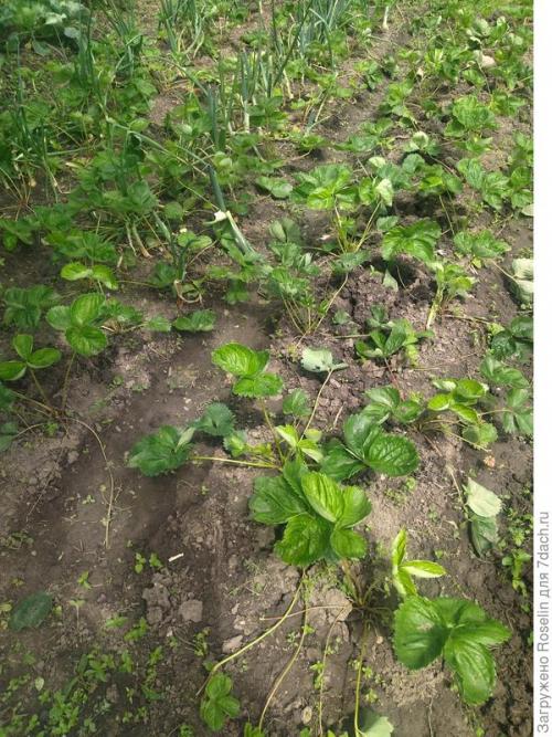 Клубника азия. Клубника 'Азия'. Мои впечатления, первый опыт