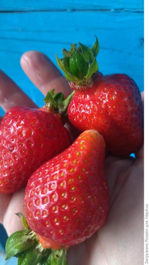 Клубника азия. Клубника 'Азия'. Мои впечатления, первый опыт