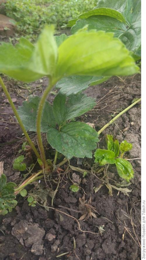 Клубника азия. Клубника 'Азия'. Мои впечатления, первый опыт