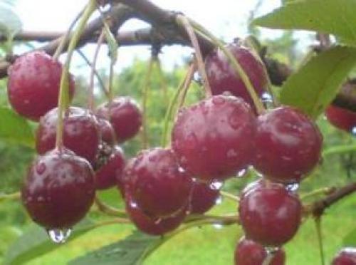 Лучшие сорта вишни в украине. Сорта вишни для выращивания в Беларуси