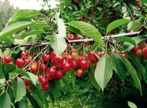 Как определить сорт вишни. Лучшие разновидности вишни