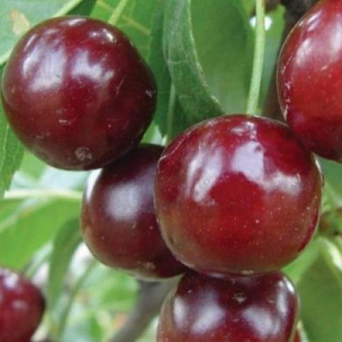 Вишня сорта и характеристики. Лучшие сорта вишни для Средней полосы России