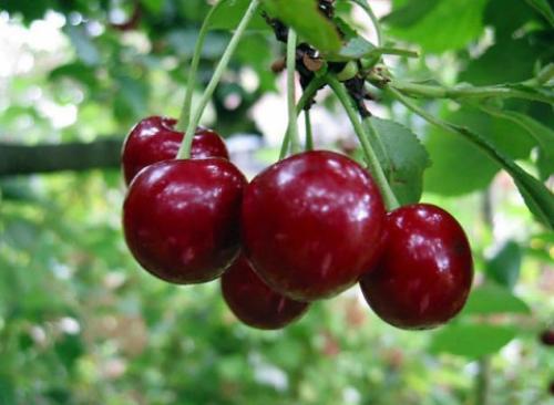 Как определить сорт вишни. Лучшие разновидности вишни