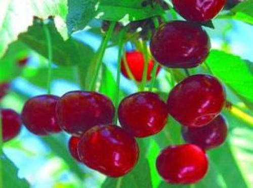 Лучшие сорта вишни в украине. Сорта вишни для выращивания в Беларуси