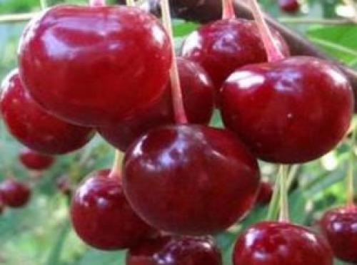 Лучшие сорта вишни в украине. Сорта вишни для выращивания в Беларуси