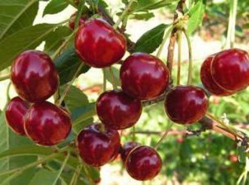 Лучшие сорта вишни в украине. Сорта вишни для выращивания в Беларуси