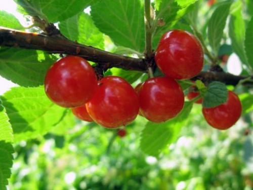 Вишня сорта и характеристики. Лучшие сорта вишни для Средней полосы России