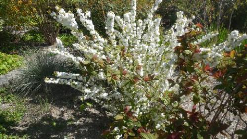 Как определить сорт вишни. Лучшие разновидности вишни