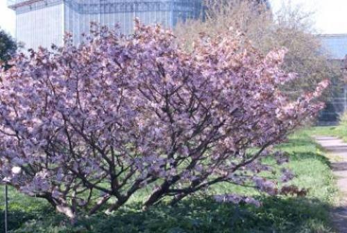 Как определить сорт вишни. Лучшие разновидности вишни