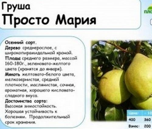 Когда цветет груша просто Мария. Описание растения