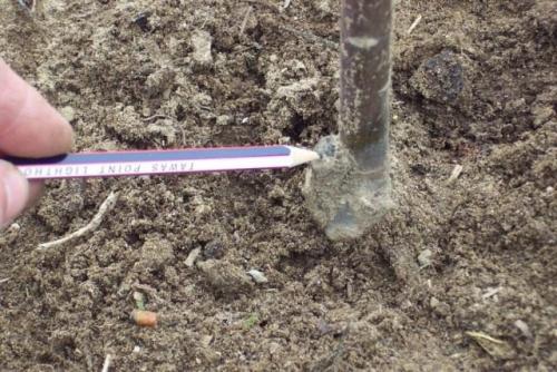 Как выбрать подходящее подвое для карликовой и полукарликовой яблонь. Выбор подвоя саженца