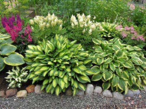 Хоста растение уход и размножение в домашних. Посадка хосты и уход за ней 02