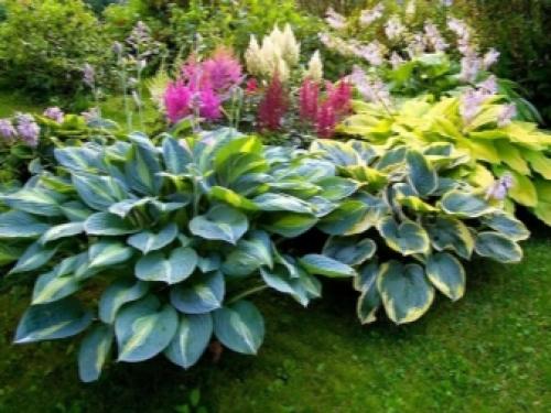 Хоста растение уход и размножение в домашних. Посадка хосты и уход за ней 01