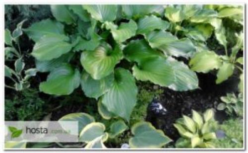 Как посадить хосту в горшок. Хоста в горшке: зачем мне это нужно