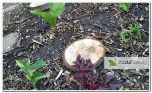 Как посадить хосту в горшок. Хоста в горшке: зачем мне это нужно