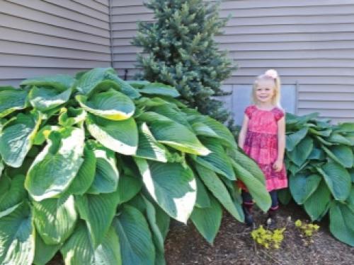 Хоста в квартире. Характеристика