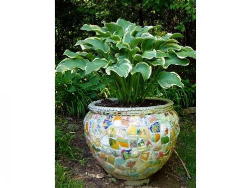 Посадка хосты в контейнер. Риски посадки и выращивания хосты в горшках