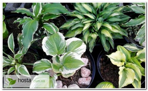 Хоста в кадке. Хоста в контейнере: посадка и уход