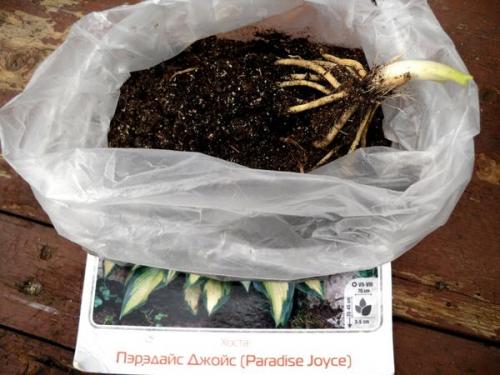 Посадка хосты из пакета. Шаг за шагом: выбираем и сажаем хосту