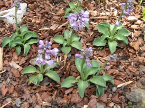 Хоста в квартире. Характеристика