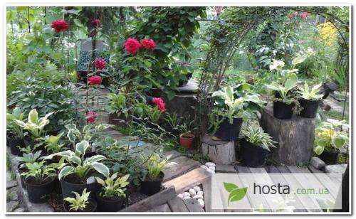 Как посадить хосту в горшок. Хоста в горшке: зачем мне это нужно