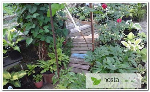 Как посадить хосту в горшок. Хоста в горшке: зачем мне это нужно