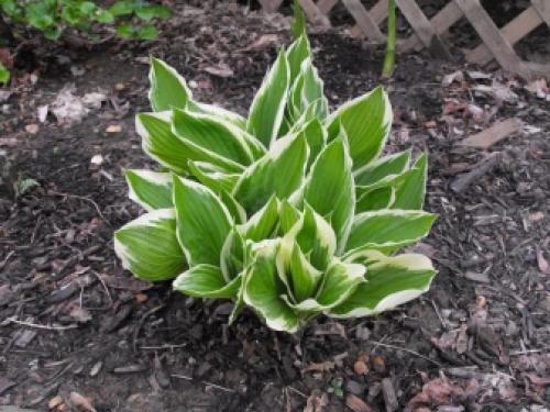 Выращиваю королеву тени хосту дома в горшке. Риски посадки и выращивания хосты в горшках 15