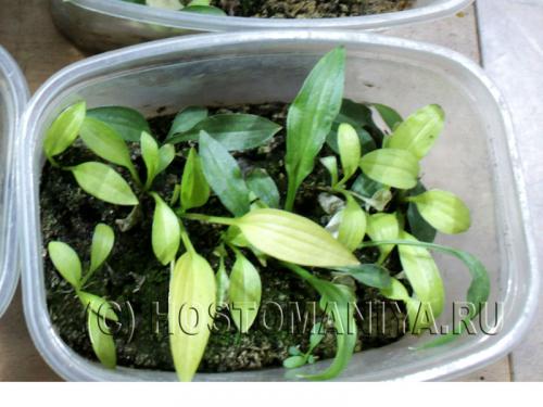 Выращиваю королеву тени хосту дома в горшке. Риски посадки и выращивания хосты в горшках 01