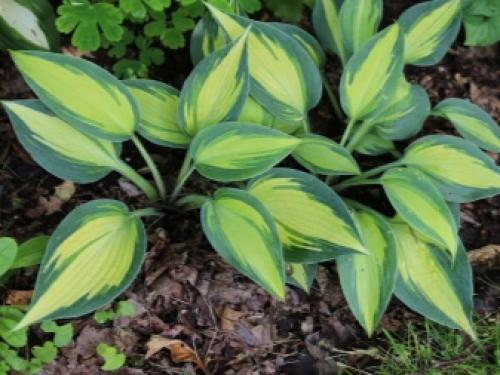 Выращиваю королеву тени хосту дома в горшке. Риски посадки и выращивания хосты в горшках 14